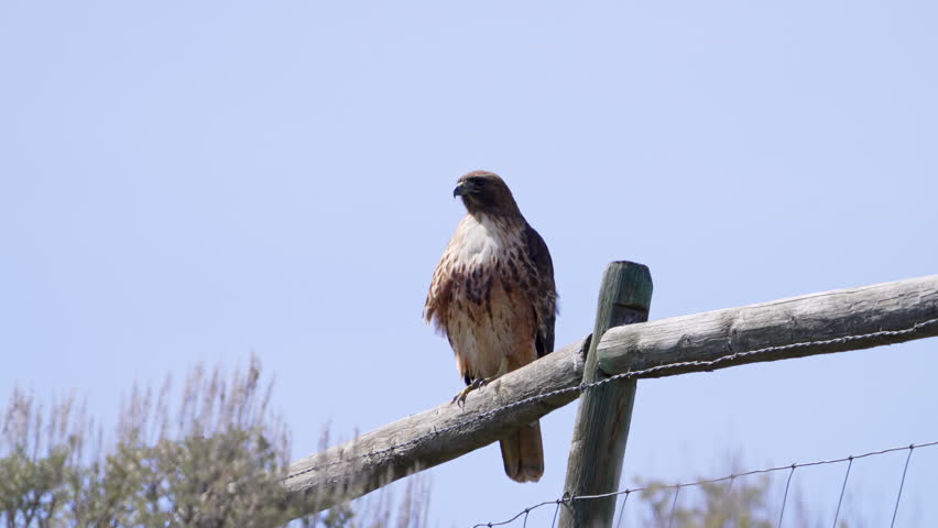 Red-tailed Hawk sitting on a fence looking around against a blue sky.