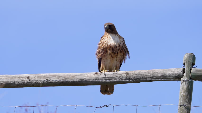 Red-tailed Hawk sitting on a wood fence against the blue sky taking flight.