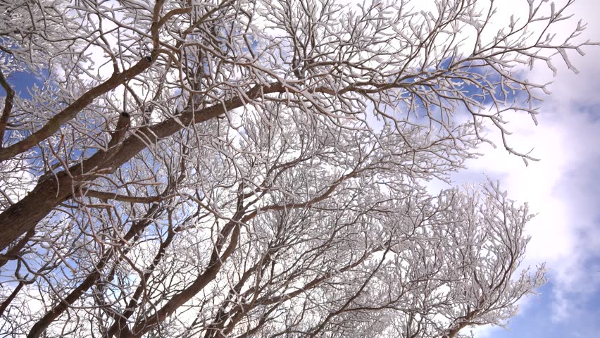 [Mount Gozaisho] Flowing clouds and snow falling from frost-covered trees.