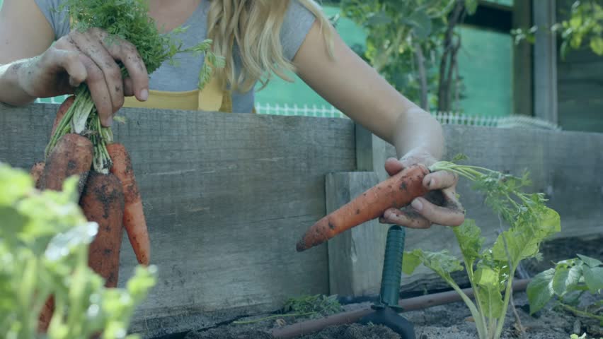 Woman noticing ripe carrots and harvesting in greenhouse, brushing soil from bunch for garden use. Polytunnel, glasshouse, gardener, pick, vegetables, produce, leafy
