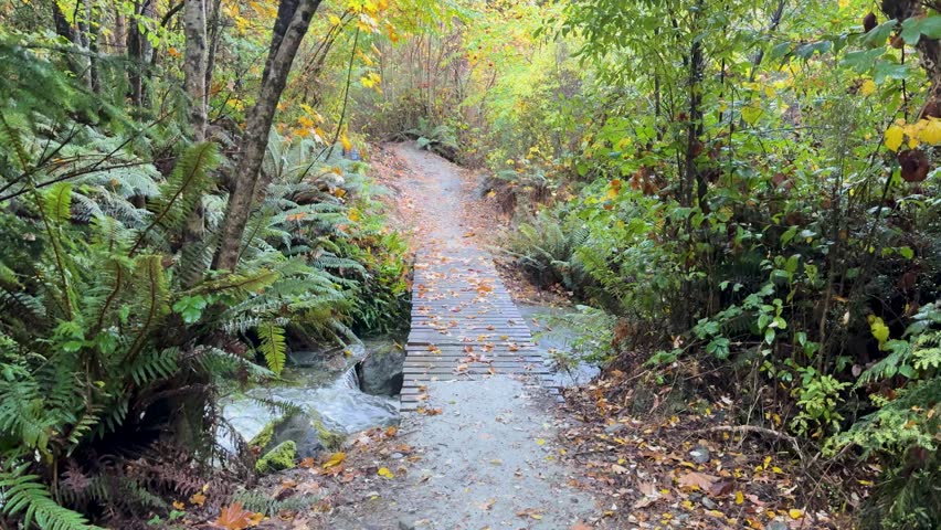 Autumn forest trail, bridge over stream, fallen leaves, nature.