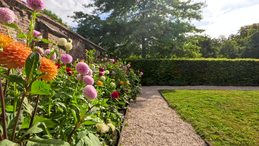 Garden path with blooming dahlia flowers, green lawn and trees.
