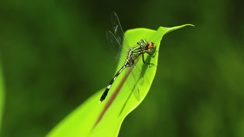 a green dragonfly perched on a leaf