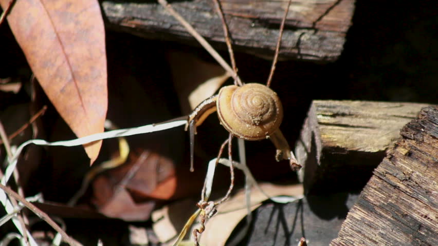 Bush Snail (Bradybaena similaris) Soft-bodied animal with a brownish-yellow spiral shell.