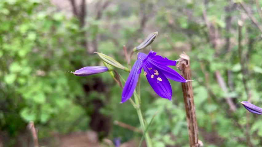 Ixiolirion tataricum, Siberian lily or the lavender mountain lily purple flowers 