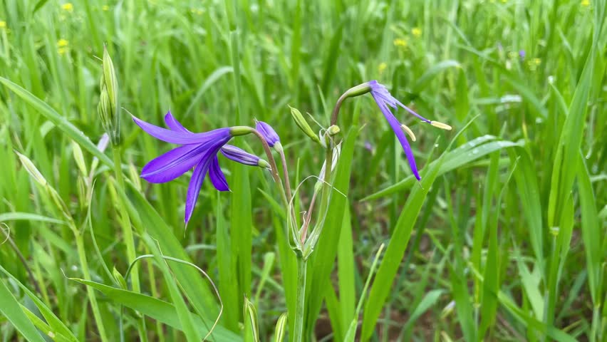 Ixiolirion tataricum, Siberian lily or the lavender mountain lily purple flowers 