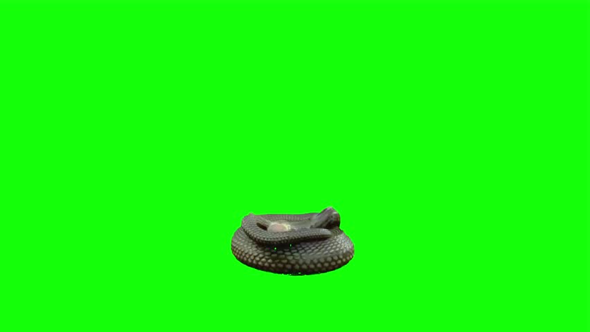 Realistic King Cobra snake animation isolated on a green screen (Chroma Key) background. The venomous snake is depicted in a defensive hooded posture, looking alert and ready to strike. This high-quality 3D animal asset is perfect for filmmakers, content creators, and VFX artists needing to add a dangerous reptile to their scenes without the risk of live filming. The clean green background allows for effortless compositing into jungle, desert, or indoor environments. Ideal for educational documentaries, thriller movie sequences, horror shorts, and wildlife-themed social media content.