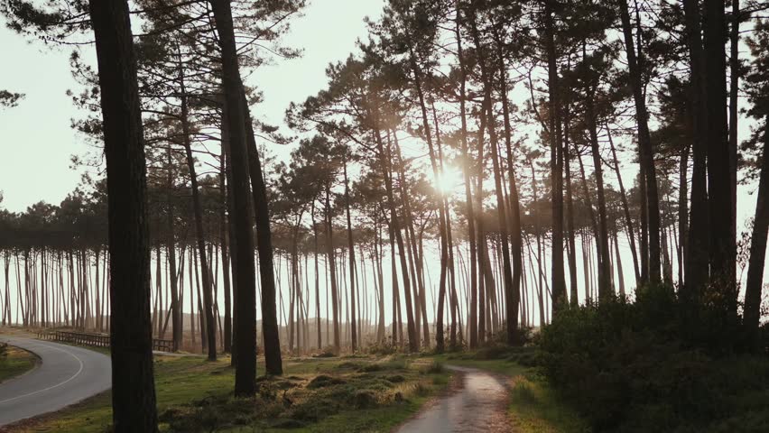 Tall pine forest with golden sun rays bursting through trunks, winding asphalt road curving left, dirt path and green undergrowth in foreground