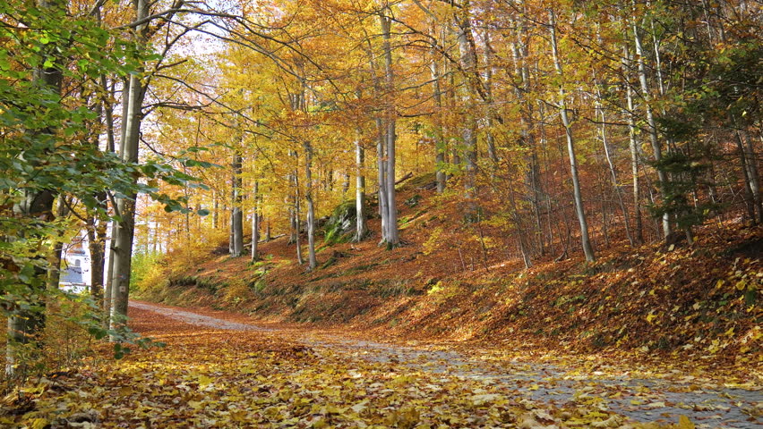 Low-angle wide shot of a mountain road covered in gold autumn leaves.