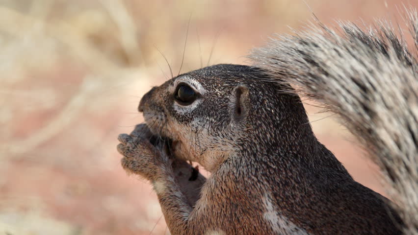 a close up slow motion shot of a cape ground squirrel eating a seed pod at twyfelfontein in namibia
