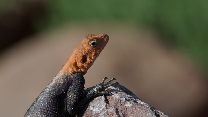 a close up head shot of a male namib rock agama lizard on a rock at twyfelfontein in namibia