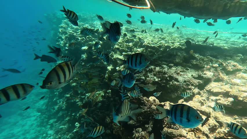  Underwater life of Red sea, snorkeling. Flocks of fish swimming next to coral reef
