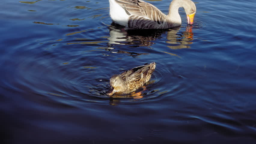 Ducks swimming in the lake