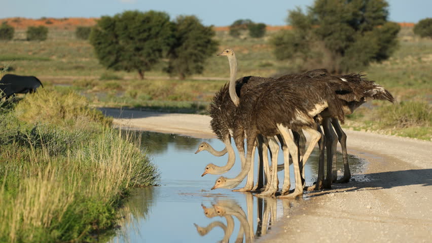 A group of ostriches (Struthio camelus) drinking water, Kalahari desert, South Africa