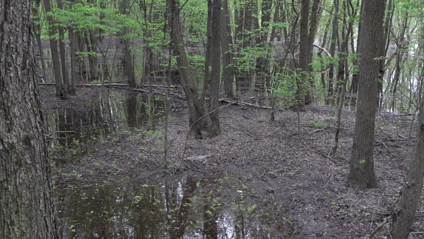 You can see trees growing in a wetland area, featuring both open water and soggy ground—a truly striking contrast.