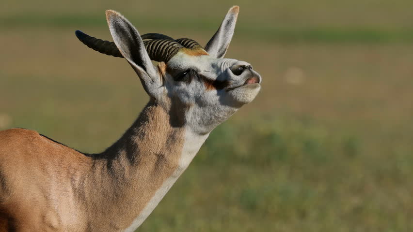 A close-up portrait of a springbok antelope (Antidorcas marsupialis), Kalahari desert, South Africa