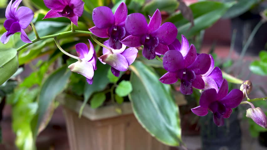Beautiful Dendrobium Orchid flowers blooming in the spring season