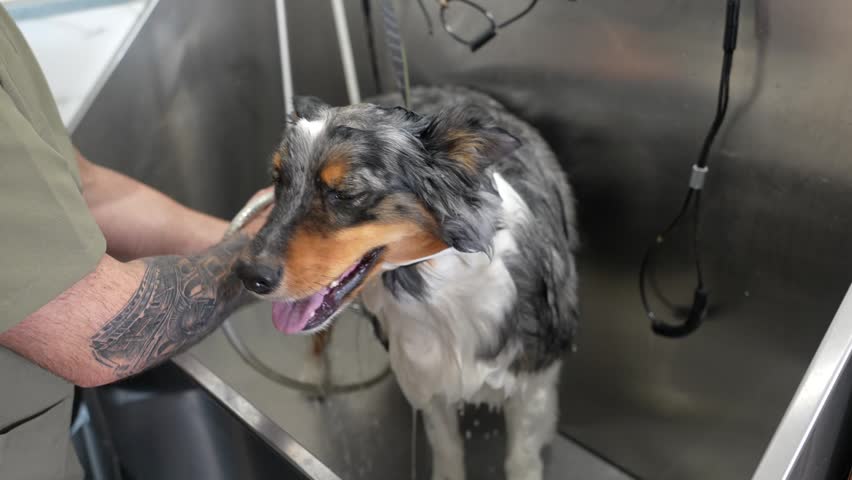 Male groomer with tattoos washing and rinsing a cute australian shepherd dog in a stainless steel tub at a professional pet salon, ensuring its coat is clean and healthy