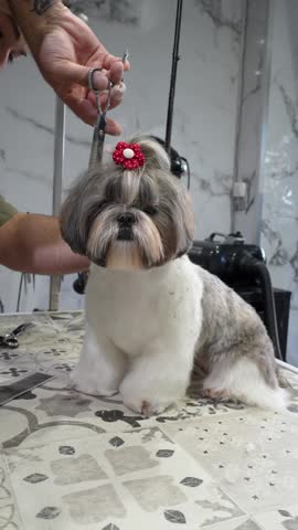 Cute shih tzu dog sitting patiently on a grooming table while a professional groomer with tattooed arms carefully trims its fur with scissors, creating a perfect haircut in a modern salon