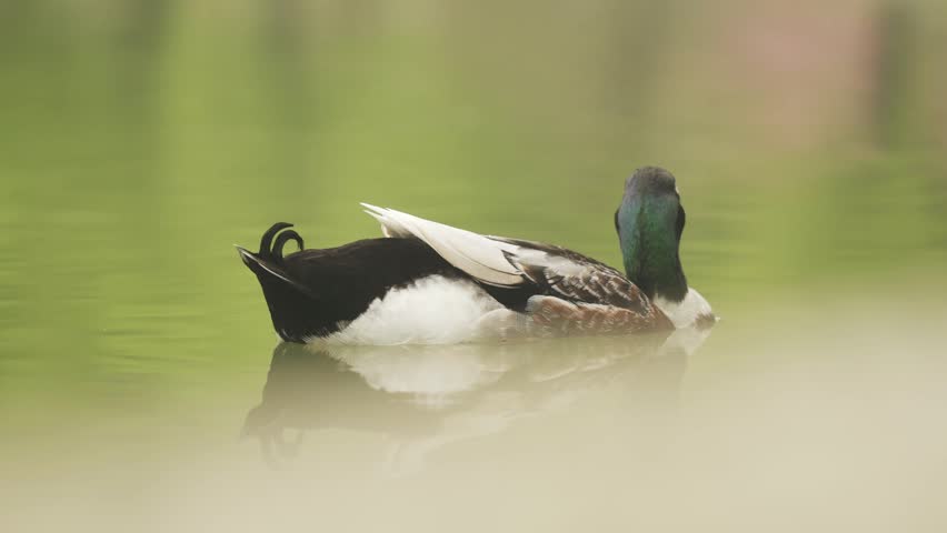 Telephoto shot of a duck in the waters