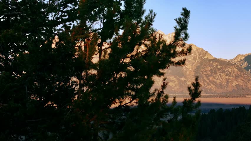 Pine branches framing sunlit Grand Teton mountains above Jackson Lake Wyoming, establishing reveal backdrop