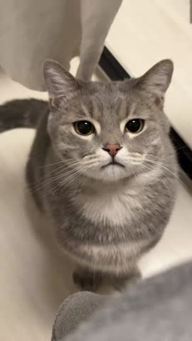 Adorable Tabby and White Cat Sitting on Floor Birds Eye View. 