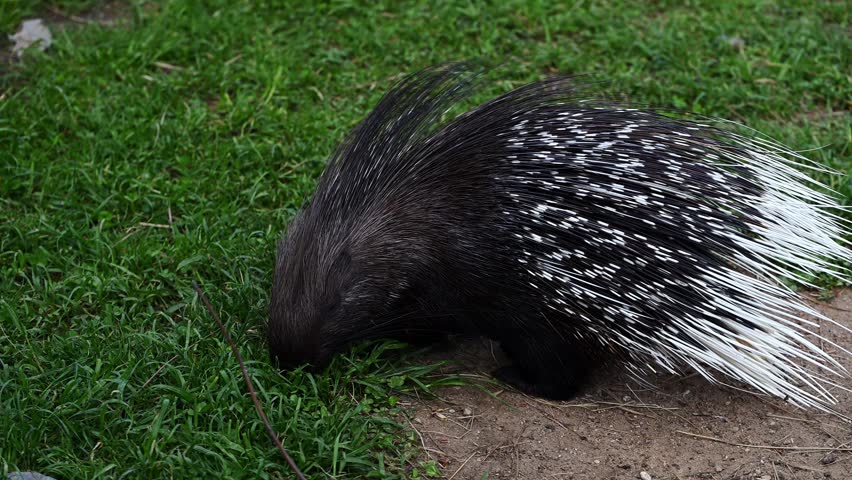 African crested porcupine foraging on green grass. Concept of ecosystem and natural defense, unique wildlife role in biodiversity maintenance. Crested porcupine with sharp quills in habitat. Hystrix. 