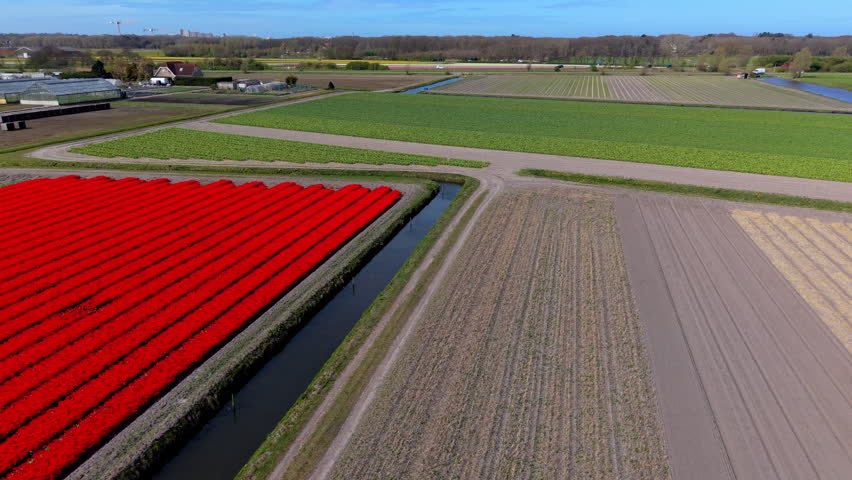 Aerial view of vibrant red tulip fields and agricultural landscapes in the Netherlands, featuring traditional water canals, farm buildings, and rural countryside under a clear blue sky.