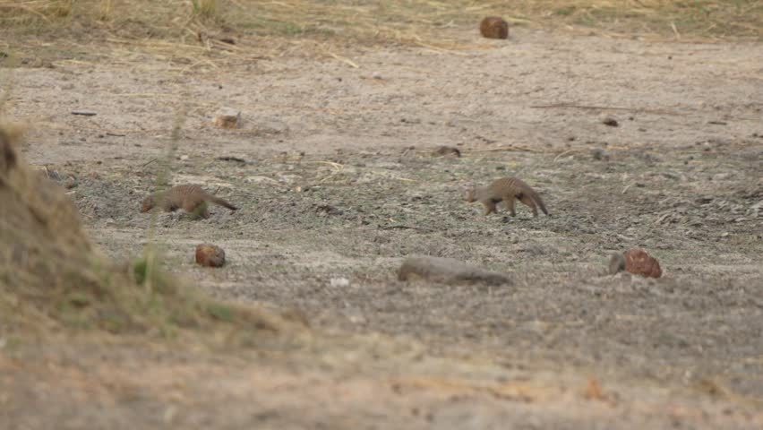 Banded mongooses walk diagonally across dry barren savanna ground in Kruger National Park, South Africa. Wildlife behavior in arid landscape, daytime, natural habitat.