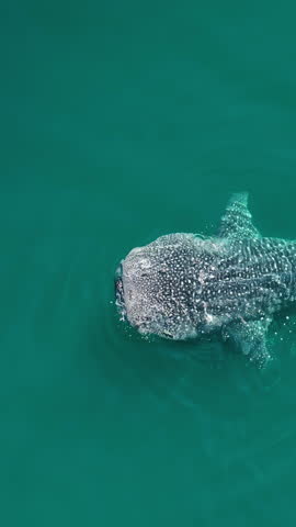 Vertical drone shot of a whale shark catching small fish in clear sea water