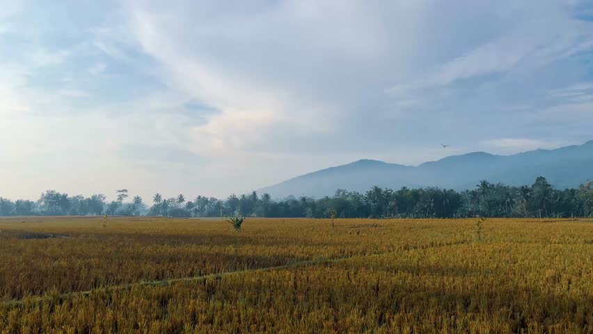 Beautiful Landscape with Mountain and Golden Rice Field