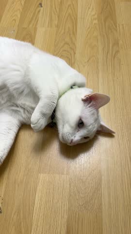 Pure white Khao Manee cat lying on the floor with a happy expression, seemingly waiting for its owner to play.