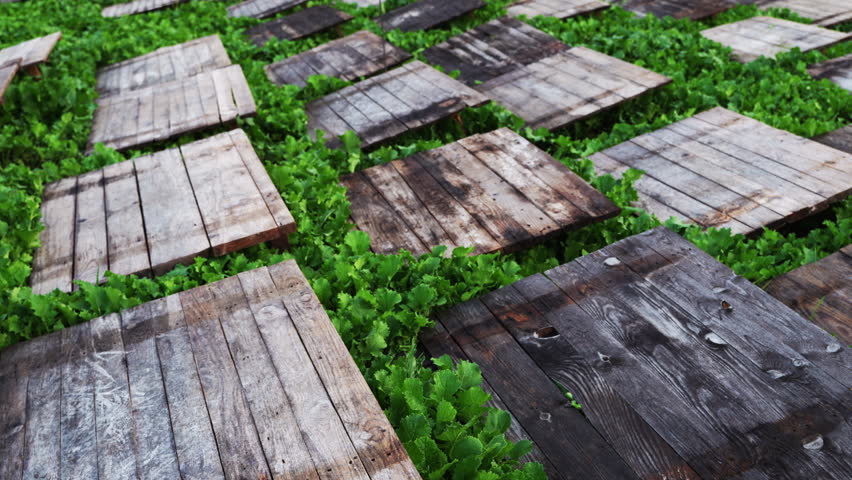Rustic wooden planks creating a stepping stone path through a field of lush green foliage. Garden design and landscaping concept