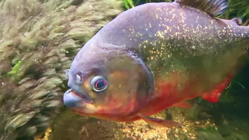 Red bellied piranha Pygocentrus nattereri from family Serrasalmidae swimming underwater with visible scales and eye detail in freshwater habitat, static close up shot