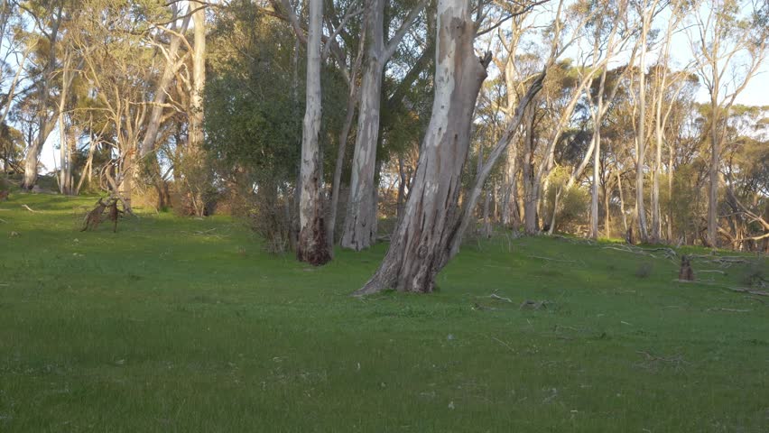 Western Grey Kangaroos In Tanunda, Barossa Valley, Australia - Wide Shot