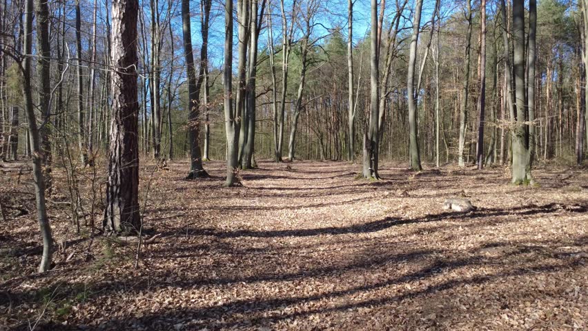 Peaceful Deciduous Forest Landscape with Sunbeams Casting Long Shadows on Fallen Autumn Leaves