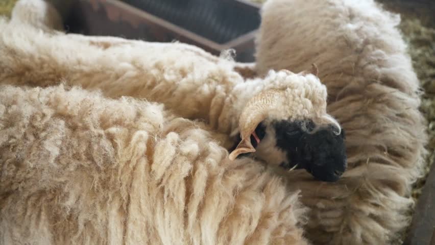 Close-up of horned black-faced Suffolk ram with long thick wavy wool feeding beside another sheep in barn at Anseong Farmland Korea