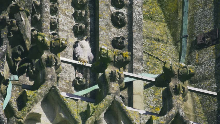 Close-up aerial shot of a peregrine falcon perched on detailed gothic stonework of Salisbury Cathedral in Wiltshire England UK