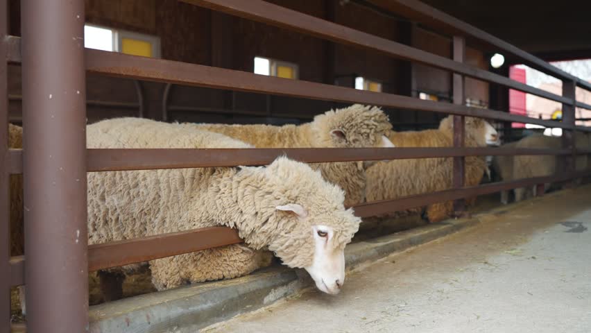 Fluffy white sheep standing behind brown metal railing eating food in wooden barn at Anseong Farmland