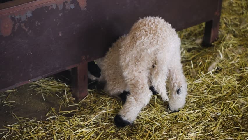 Tiny newborn Suffolk lamb with black hooves sniffing and exploring hay-covered floor beside wooden feeding trough in rustic barn