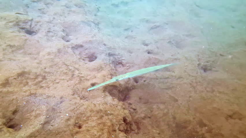 Slender needlefish hovering over sandy seabed in natural light