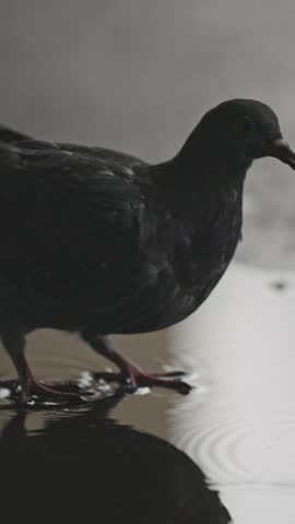 Close up of a common wood pigeon quenching its thirst in a puddle on a city street