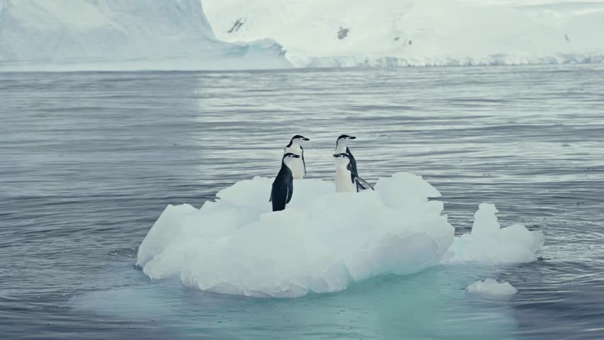 Four Chinstrap penguins standing on small isolated ice floe drifting in calm Antarctic ocean with icebergs and snowy cliffs behind
