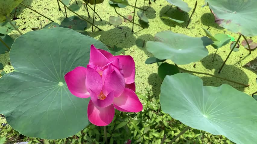 top view of a red lotus blooms