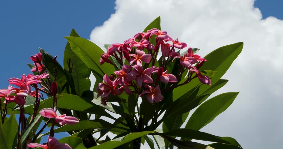 Plumeria rubra (Frangipani) flowers with pink centers surrounded by deep green tropical leaves, island of Moorea, French Polynesia.