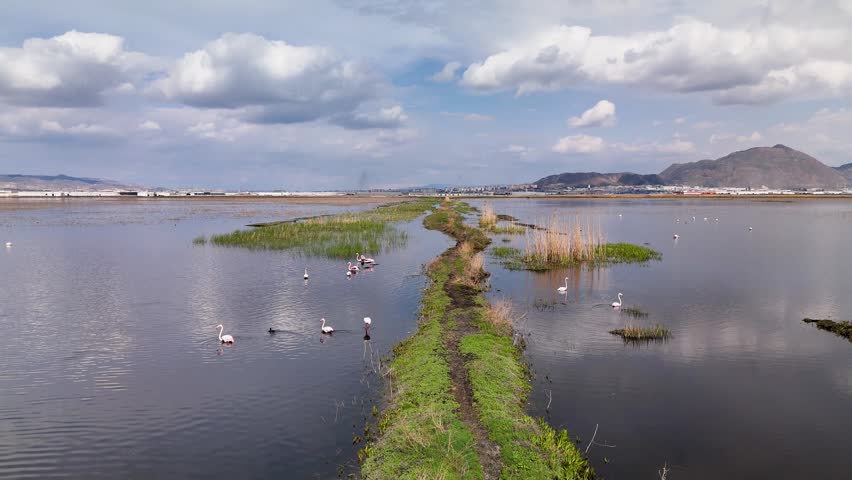 Aerial view of flamingos near water channels and reeds in a vast wetland sanctuary with mountains