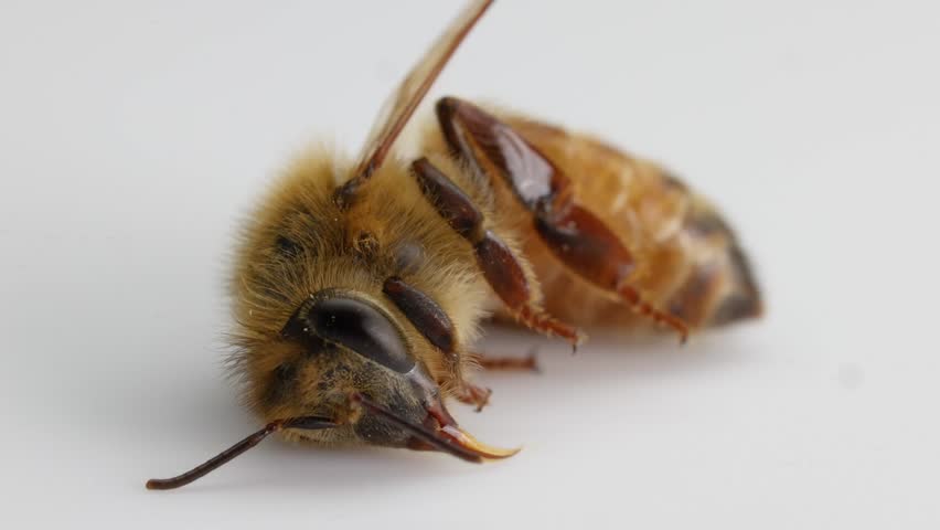 Macro footage of dead honey bee, insect anatomy.