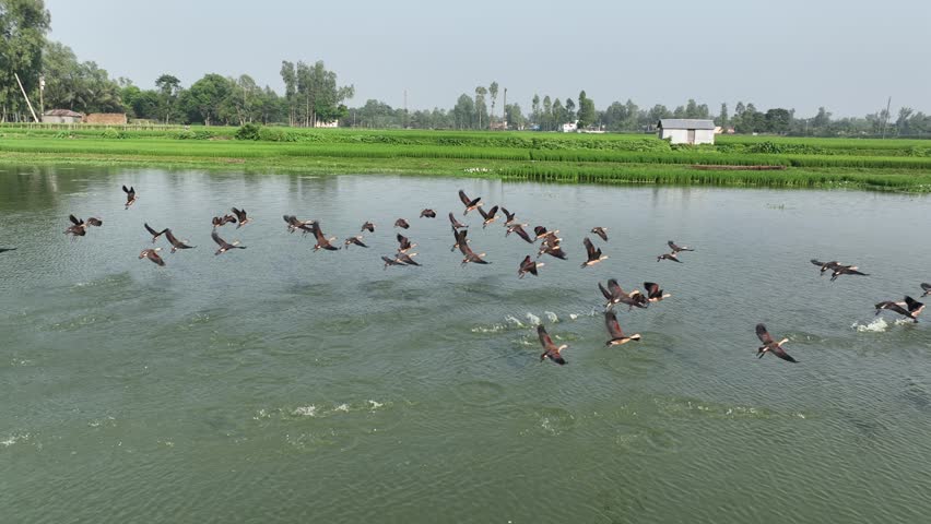 Large flock of wild ducks taking flight from the surface of a tranquil lake, with lush green rice paddies and a serene rural landscape in the background, showing natural bird behavior