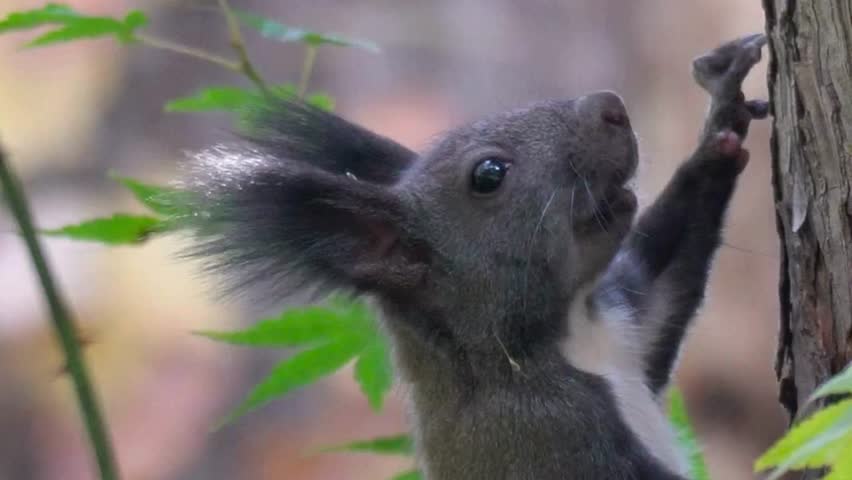 Dark Tufted Squirrel Climbing Tree Close Up