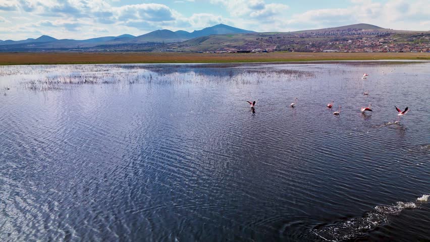 Aerial drone footage of flamingos swimming on rippled lake water with a majestic mountain backdrop